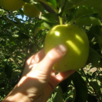 Thumbnail image for The Joy of Apple Picking